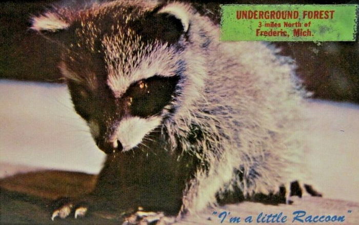 Underground Forest - Vintage Postcard